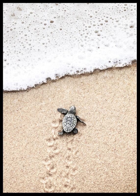 Baby Turtle On Beach-12