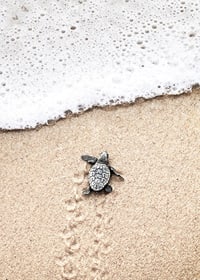 Photograph of small turtle on light sand at the seashore-7