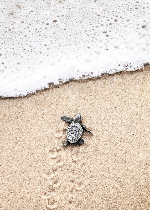 Photograph of small turtle on light sand at the seashore-12