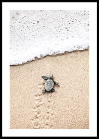 Photograph of small turtle on light sand at the seashore-0