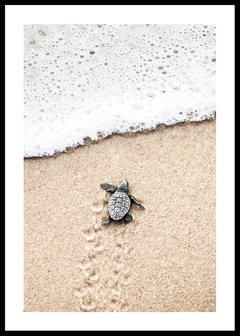 Photograph of small turtle on light sand at the seashore-12