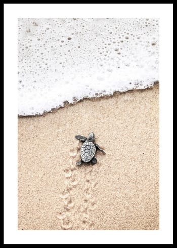 Poster Baby Turtle On Beach