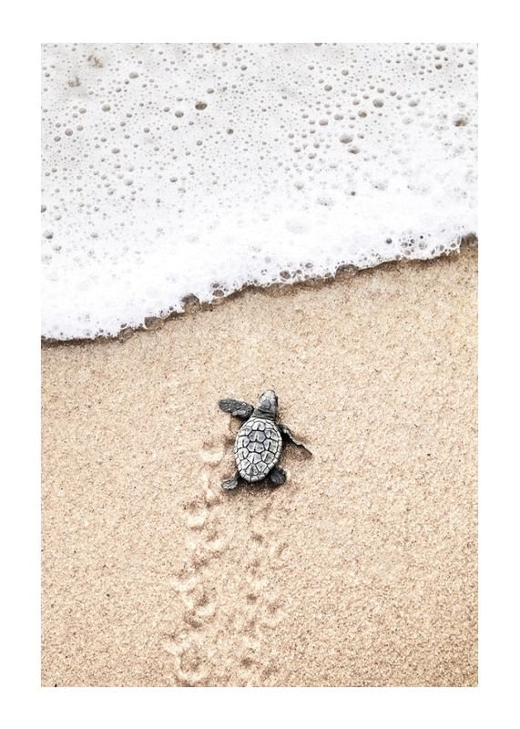  Baby Turtle On Beach