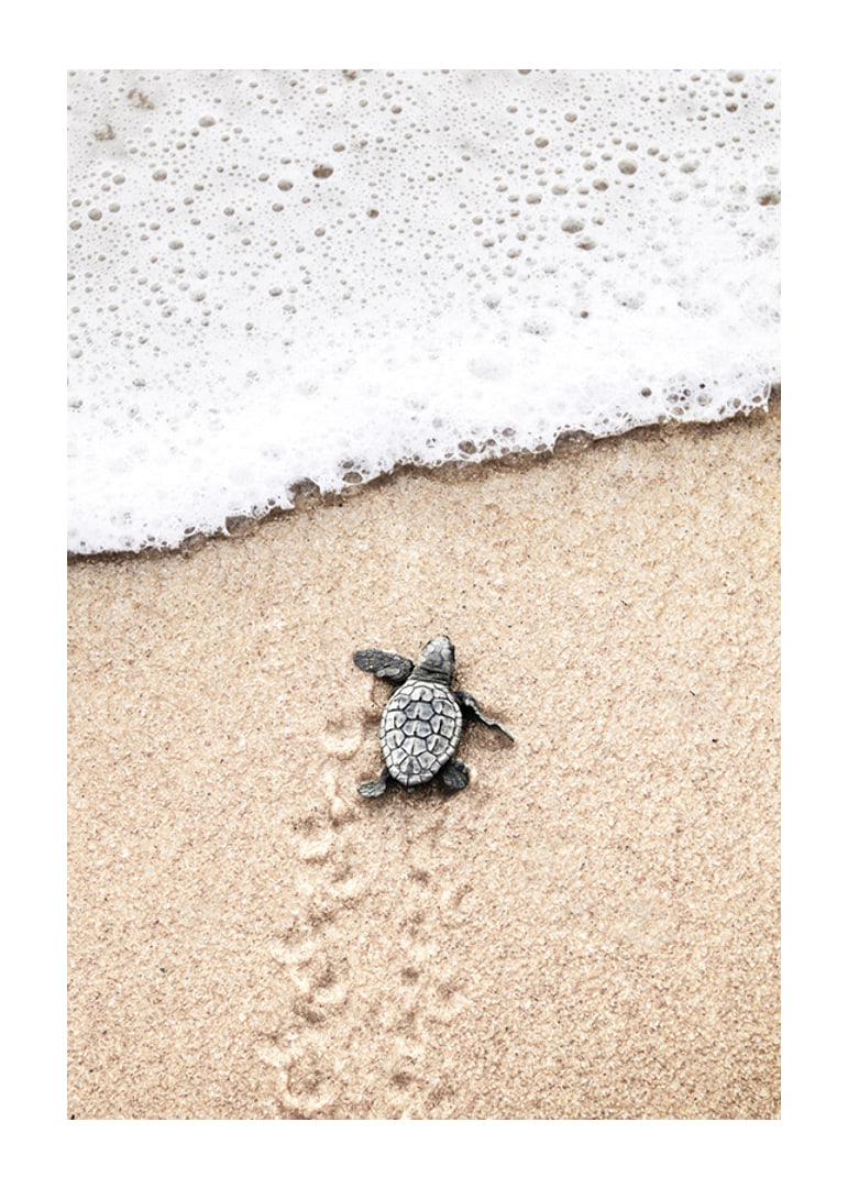 Photograph of small turtle on light sand at the seashore-12
