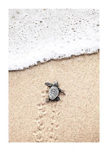 Poster Baby Turtle On Beach