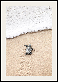 Photograph of small turtle on light sand at the seashore-2
