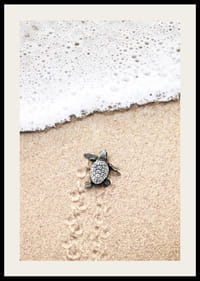 Fotografi av liten sköldpadda på ljus sand vid havskant-2