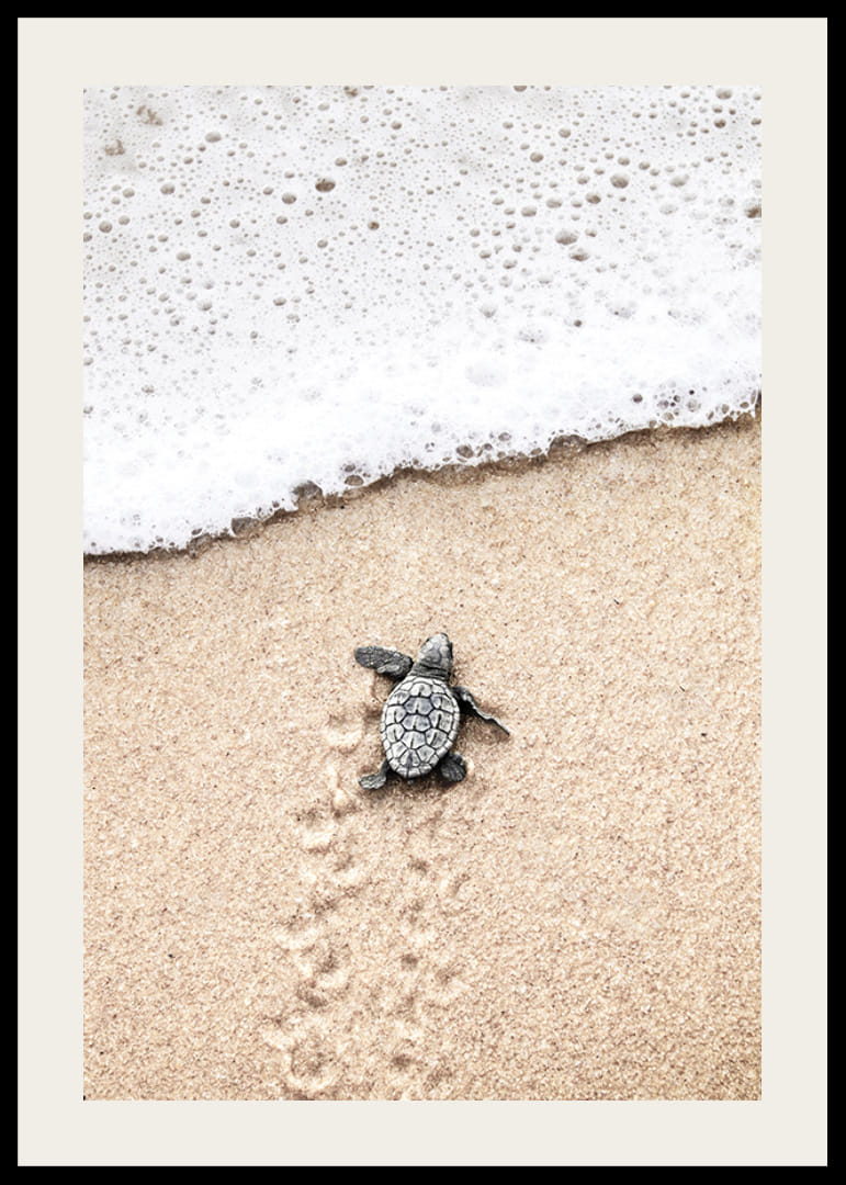Fotografi av liten sköldpadda på ljus sand vid havskant-12