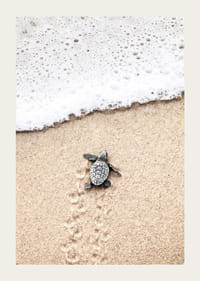 Fotografi av liten sköldpadda på ljus sand vid havskant-3