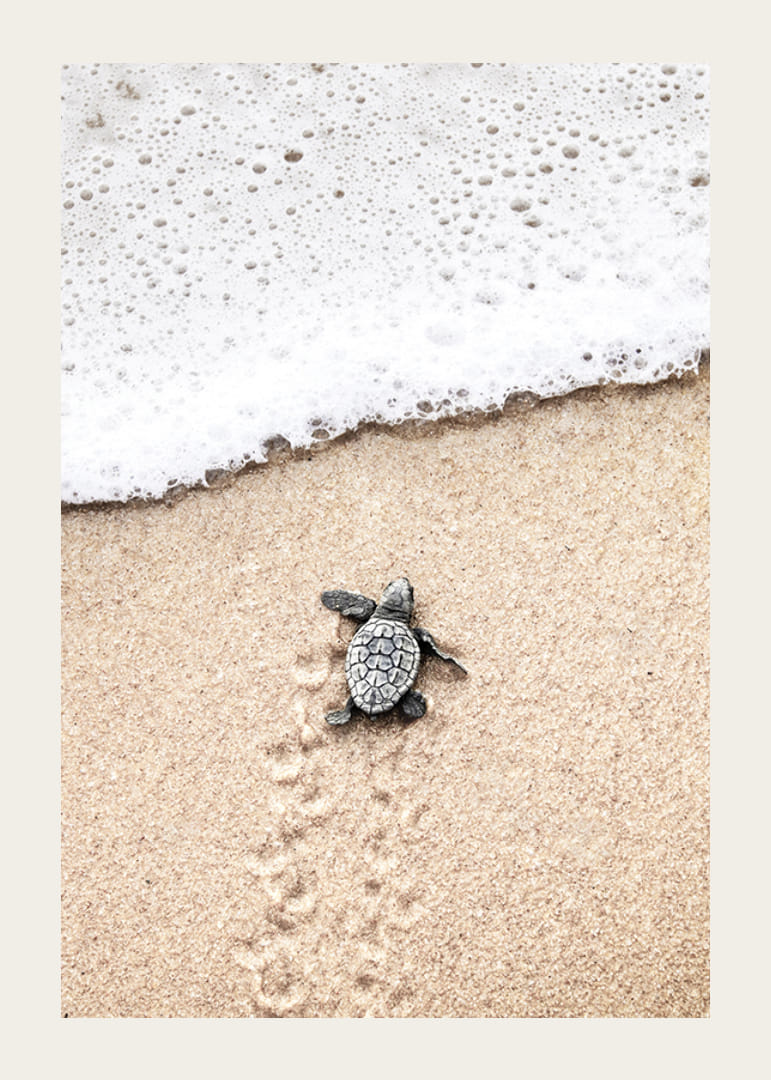 Fotografi av liten sköldpadda på ljus sand vid havskant-12