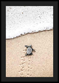Photograph of small turtle on light sand at the seashore-4