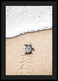 Fotografi av liten sköldpadda på ljus sand vid havskant-4