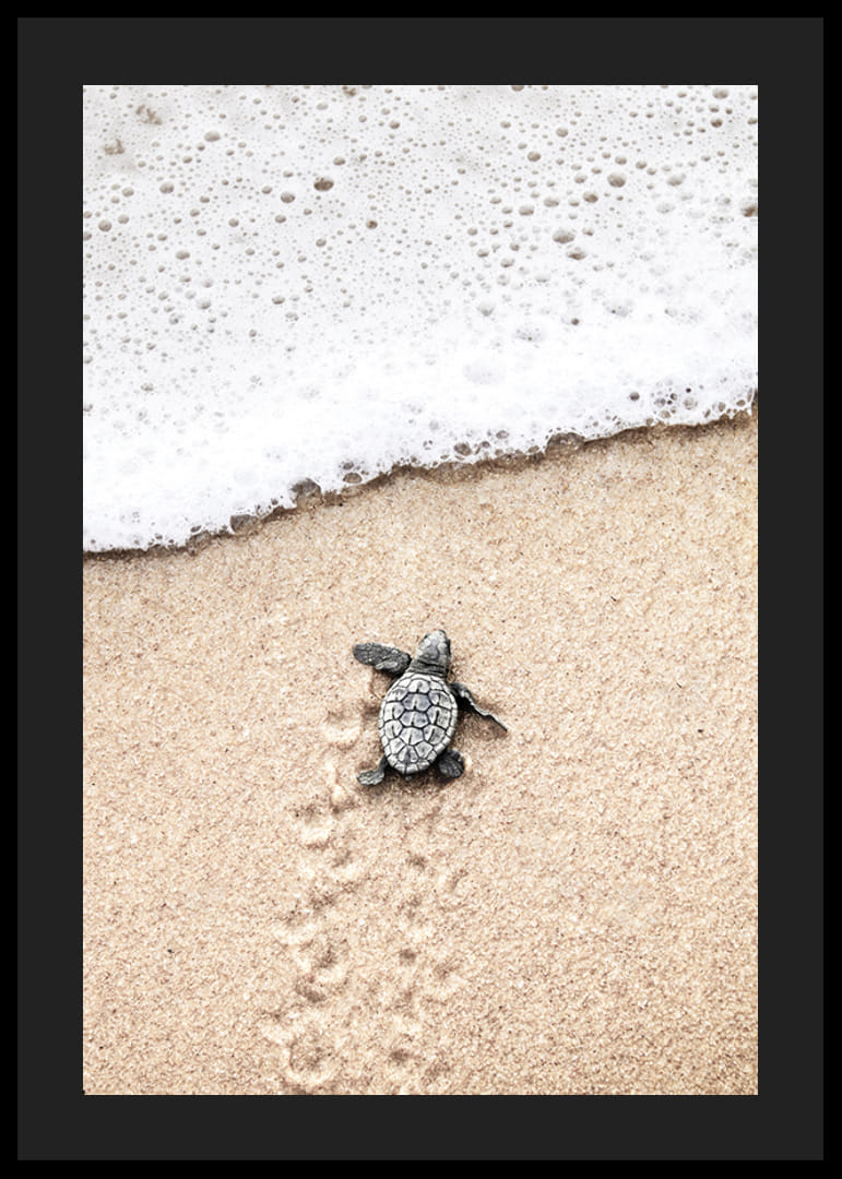 Fotografi av liten sköldpadda på ljus sand vid havskant-12