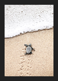 Photograph of small turtle on light sand at the seashore-5