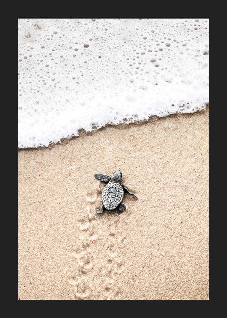 Fotografi av liten sköldpadda på ljus sand vid havskant-12