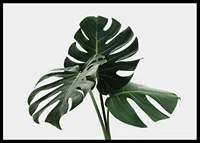 Photographic close-up of monstera leaves against light background-6
