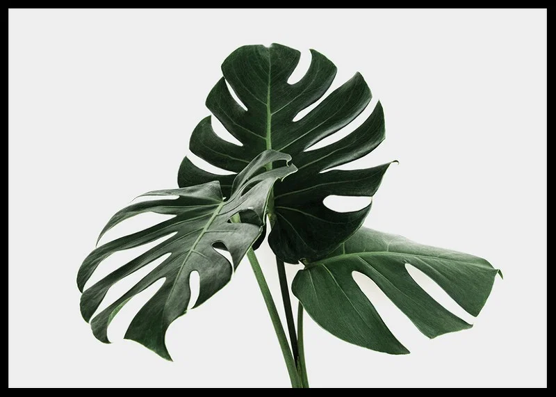 Photographic close-up of monstera leaves against light background-12