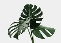 Photographic close-up of monstera leaves against light background-7