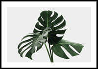 Primo piano fotografico delle foglie di monstera su sfondo chiaro-0