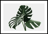 Photographic close-up of monstera leaves against light background-0