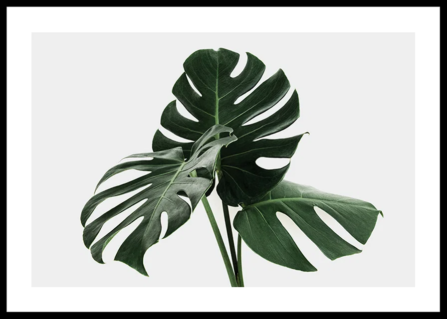 Photographic close-up of monstera leaves against light background-12
