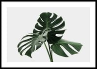 Monstera Delicosa-0