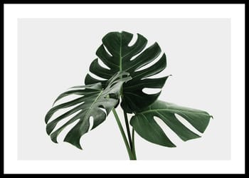 Plagát Monstera Delicosa