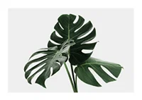 Photographic close-up of monstera leaves against light background-1