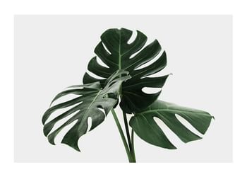 Plagát Monstera Delicosa