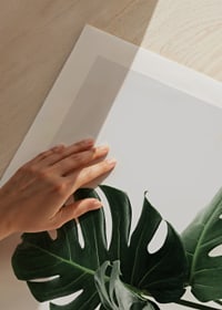 Primo piano fotografico delle foglie di monstera su sfondo chiaro-9