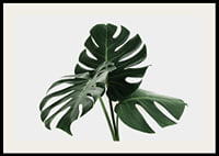 Primo piano fotografico delle foglie di monstera su sfondo chiaro-2