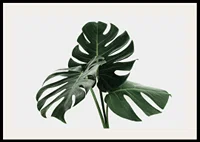 Photographic close-up of monstera leaves against light background-2