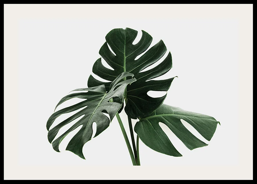 Photographic close-up of monstera leaves against light background-12
