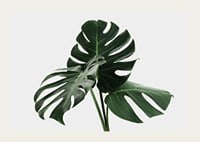 Primo piano fotografico delle foglie di monstera su sfondo chiaro-3