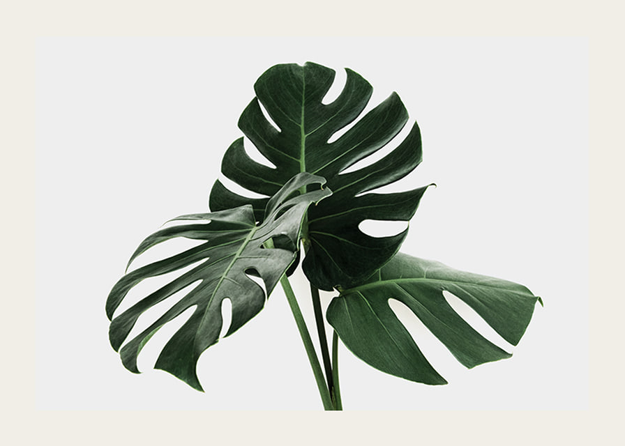 Primo piano fotografico delle foglie di monstera su sfondo chiaro-12
