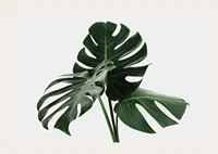 Photographic close-up of monstera leaves against light background-3