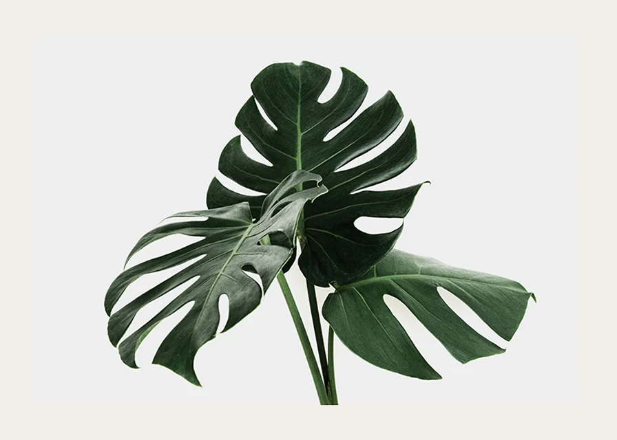 Photographic close-up of monstera leaves against light background-12