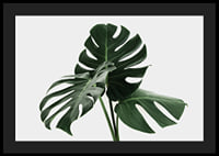 Primo piano fotografico delle foglie di monstera su sfondo chiaro-4