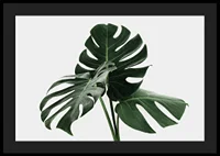 Photographic close-up of monstera leaves against light background-4
