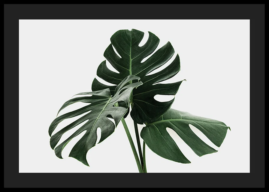 Photographic close-up of monstera leaves against light background-12