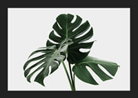 Primo piano fotografico delle foglie di monstera su sfondo chiaro-5