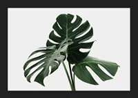 Photographic close-up of monstera leaves against light background-5