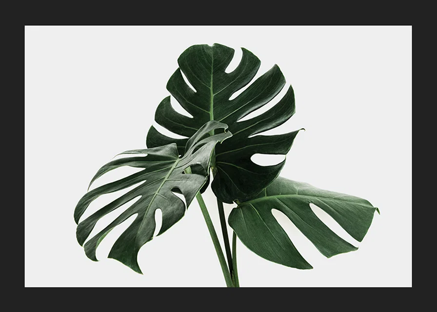 Photographic close-up of monstera leaves against light background-12