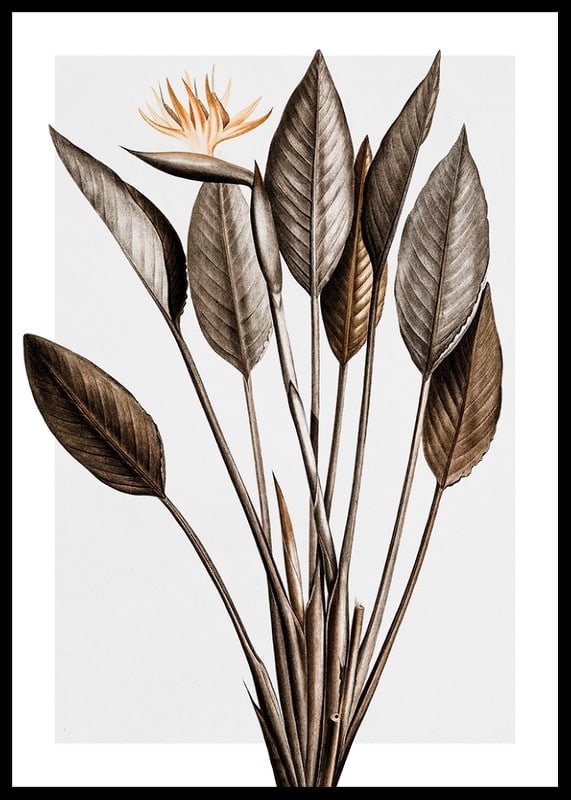 Botanisk illustration av orange paradisfågelblomma och bruna blad-12