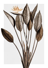 Botanisk illustration av orange paradisfågelblomma och bruna blad-1