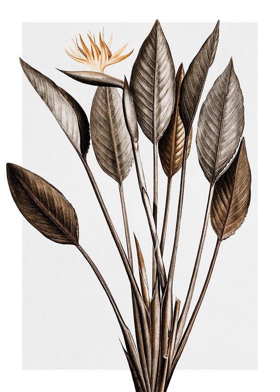 Botanisk illustration av orange paradisfågelblomma och bruna blad-12