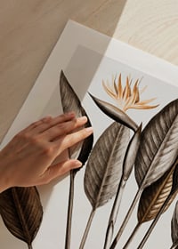 Botanisk illustration av orange paradisfågelblomma och bruna blad-3