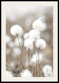 Valokuva valkoisesta puuvillaruohosta sumealla beigenvärisellä taustalla-2