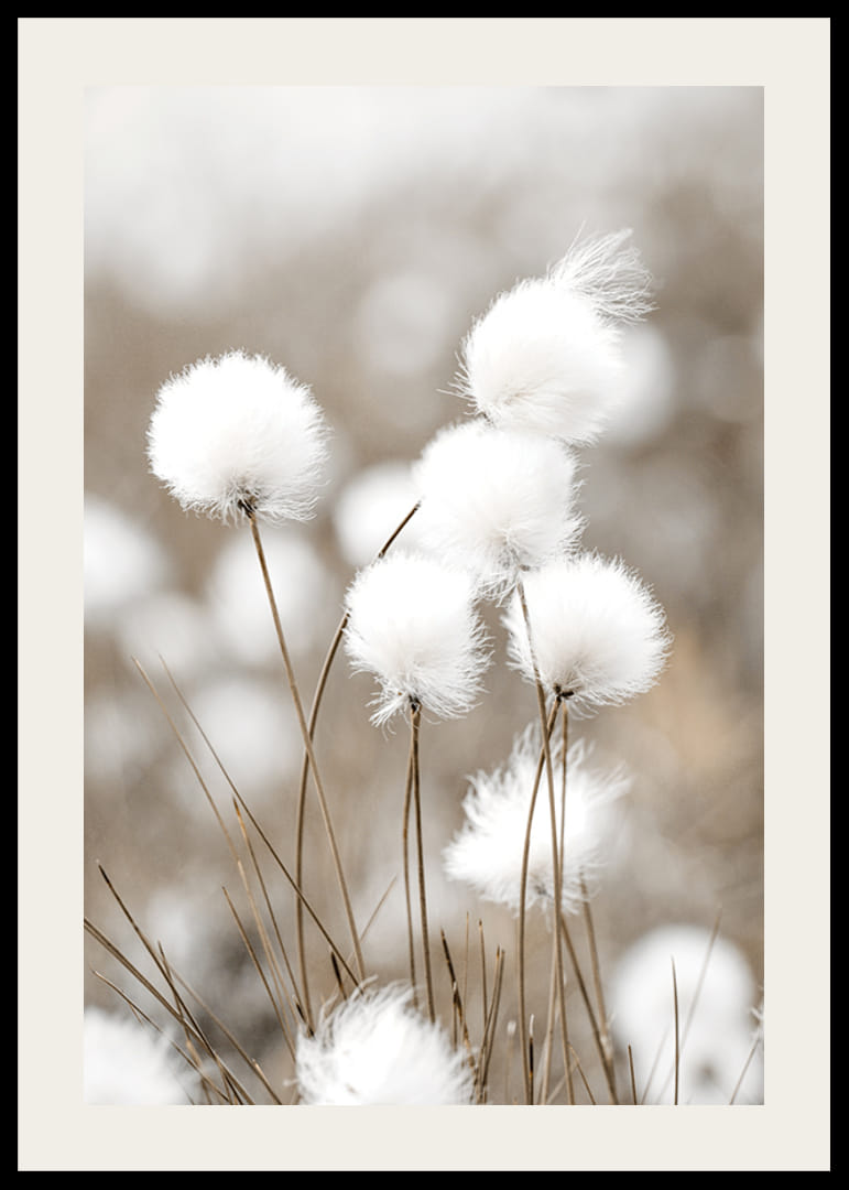 Valokuva valkoisesta puuvillaruohosta sumealla beigenvärisellä taustalla-12