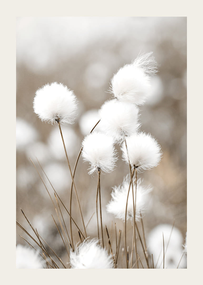 Valokuva valkoisesta puuvillaruohosta sumealla beigenvärisellä taustalla-12